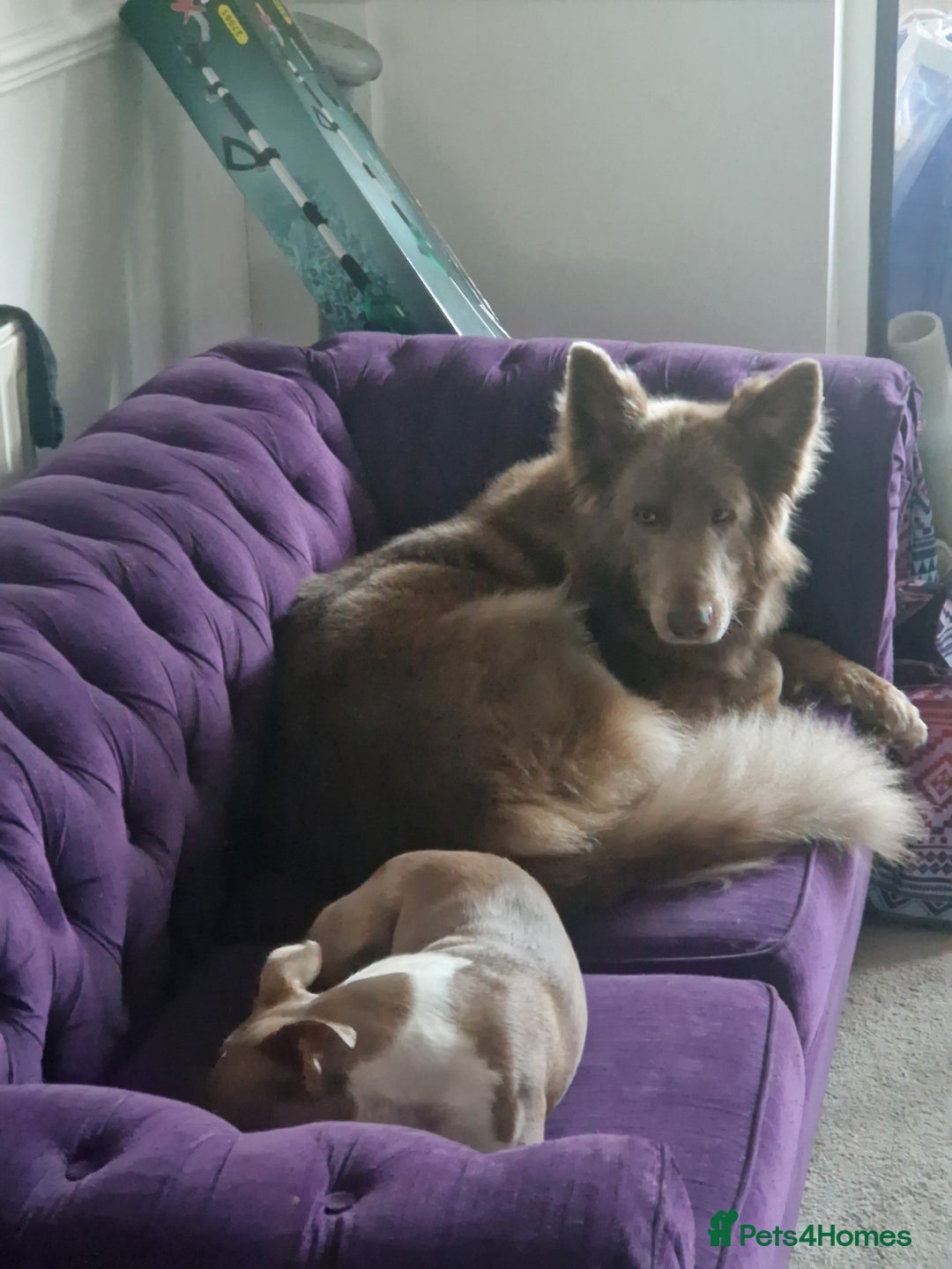 German Shepherd dogs for sale: KC REG GSD PUPPIES FULLY SCORED AND TESTED PARENTS - Image 7