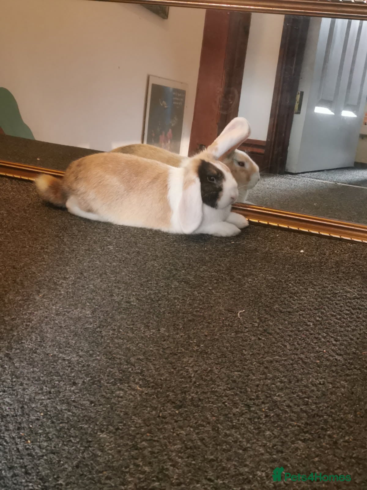 Mixed Breed rabbits Bunny - Advert 15