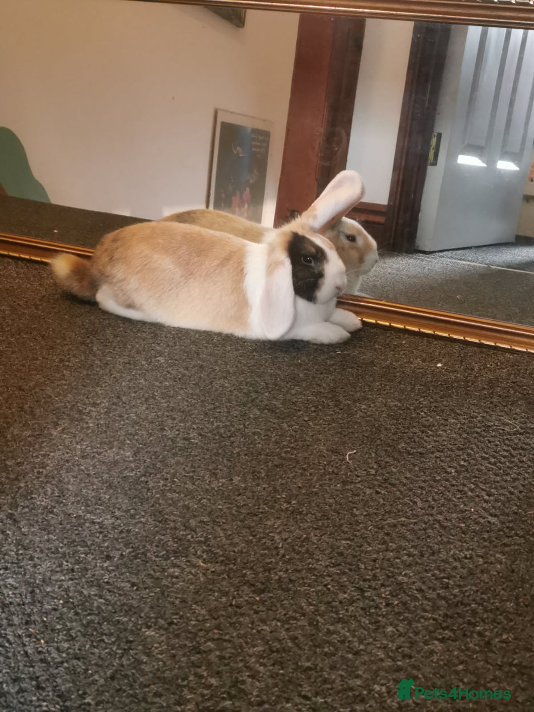 Mixed Breed rabbits for sale: Bunny - Advert 1