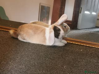 Mixed Breed rabbits Bunny - Advert 17