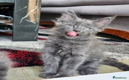 Maine Coon cats for sale: 🔥*Stunning Litter of 8💎Solid Blue Maine Coon*🔥  - Image 12