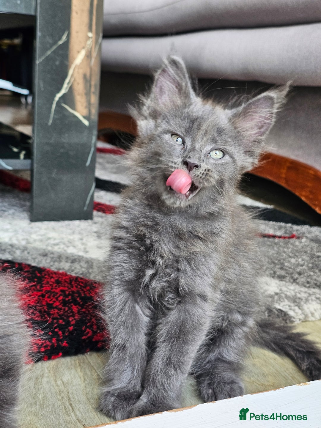 Maine Coon cats for sale: 🔥*Stunning Litter of 8💎Solid Blue Maine Coon*🔥  - Image 12