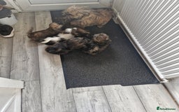 Malshi dogs for sale: Shih tzu x Maltese puppies  - Image 8
