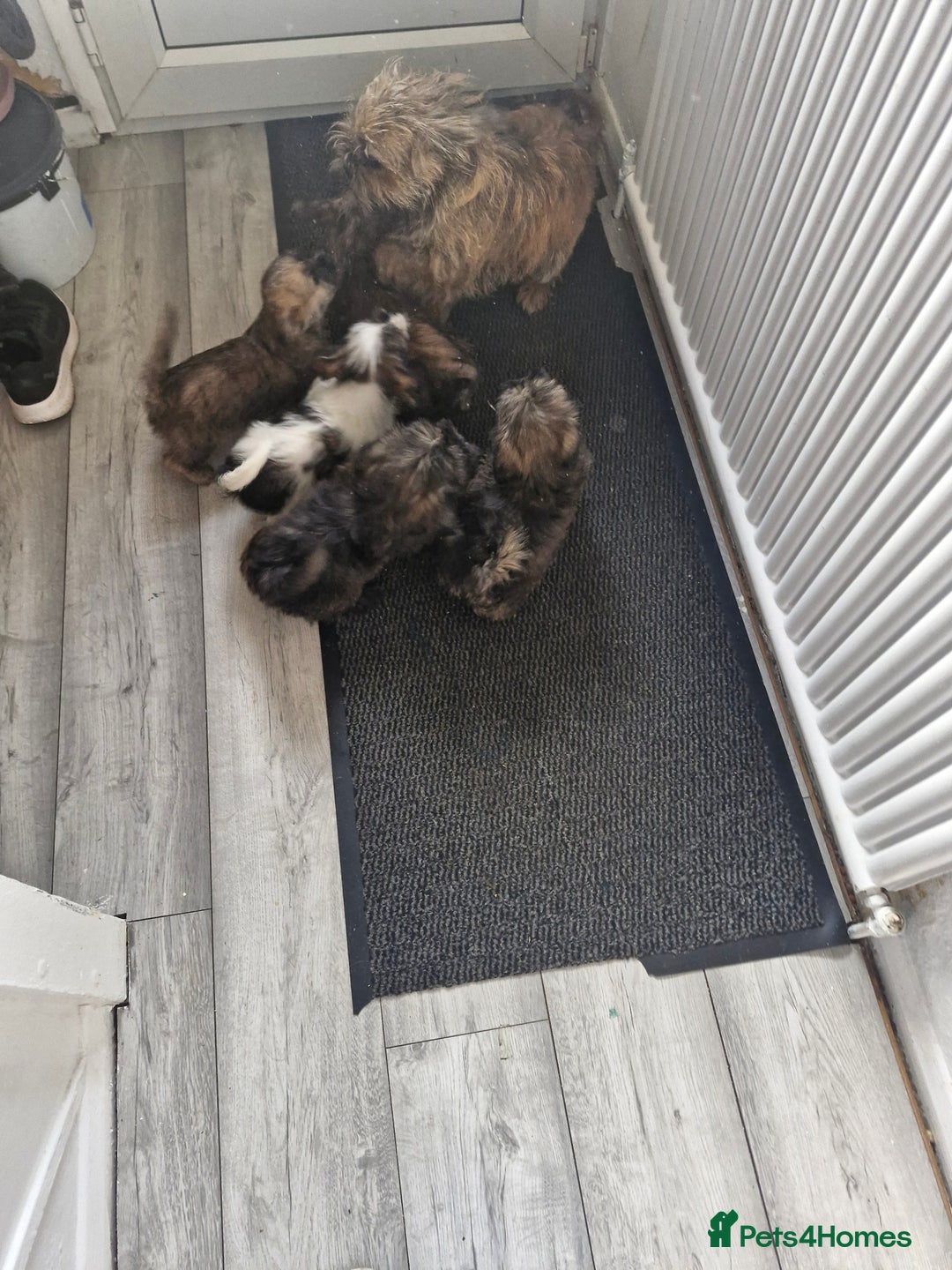 Malshi dogs for sale: Shih tzu x Maltese puppies  - Image 8