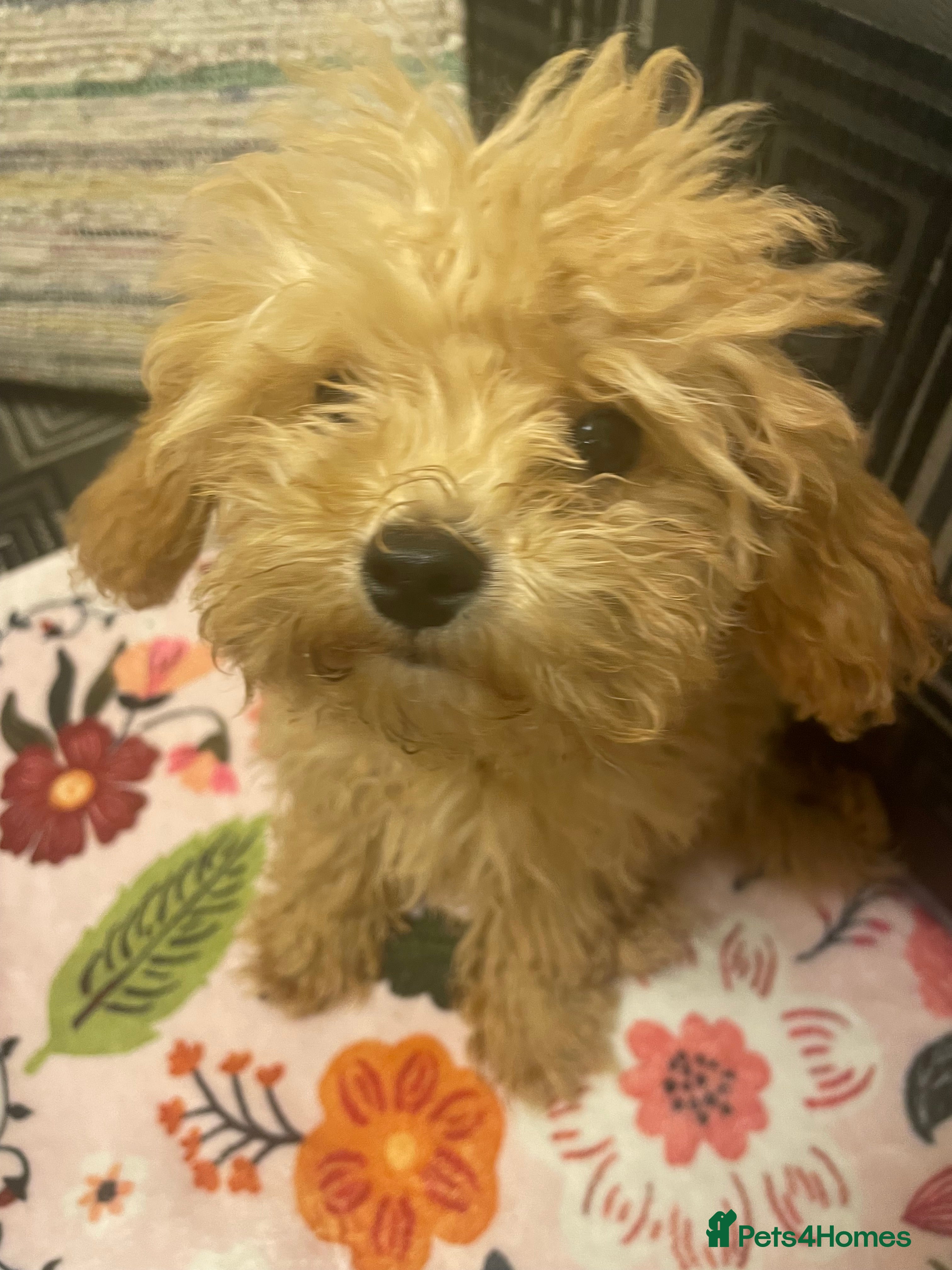 Maltipoo dogs Stunning Maltipoo Teddy Bear 🧸  - Advert 9