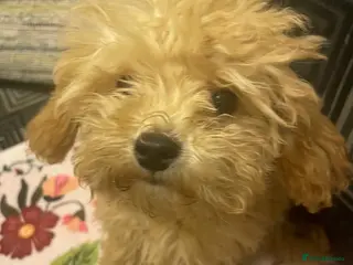 Maltipoo dogs Stunning Maltipoo Teddy Bear 🧸 - Advert 9