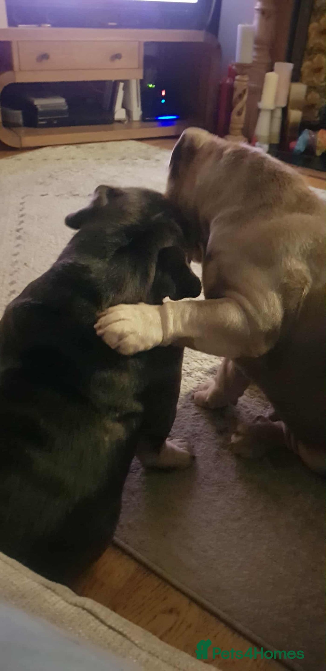 English Bulldog dogs for sale: TWO ENGLISH BULLDOGS  - Image 3