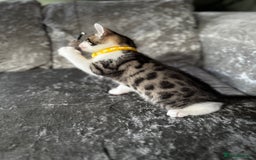 British Shorthair cats for sale: ✨🍑 PEACH & PISTACHIO 💚✨ - Image 14