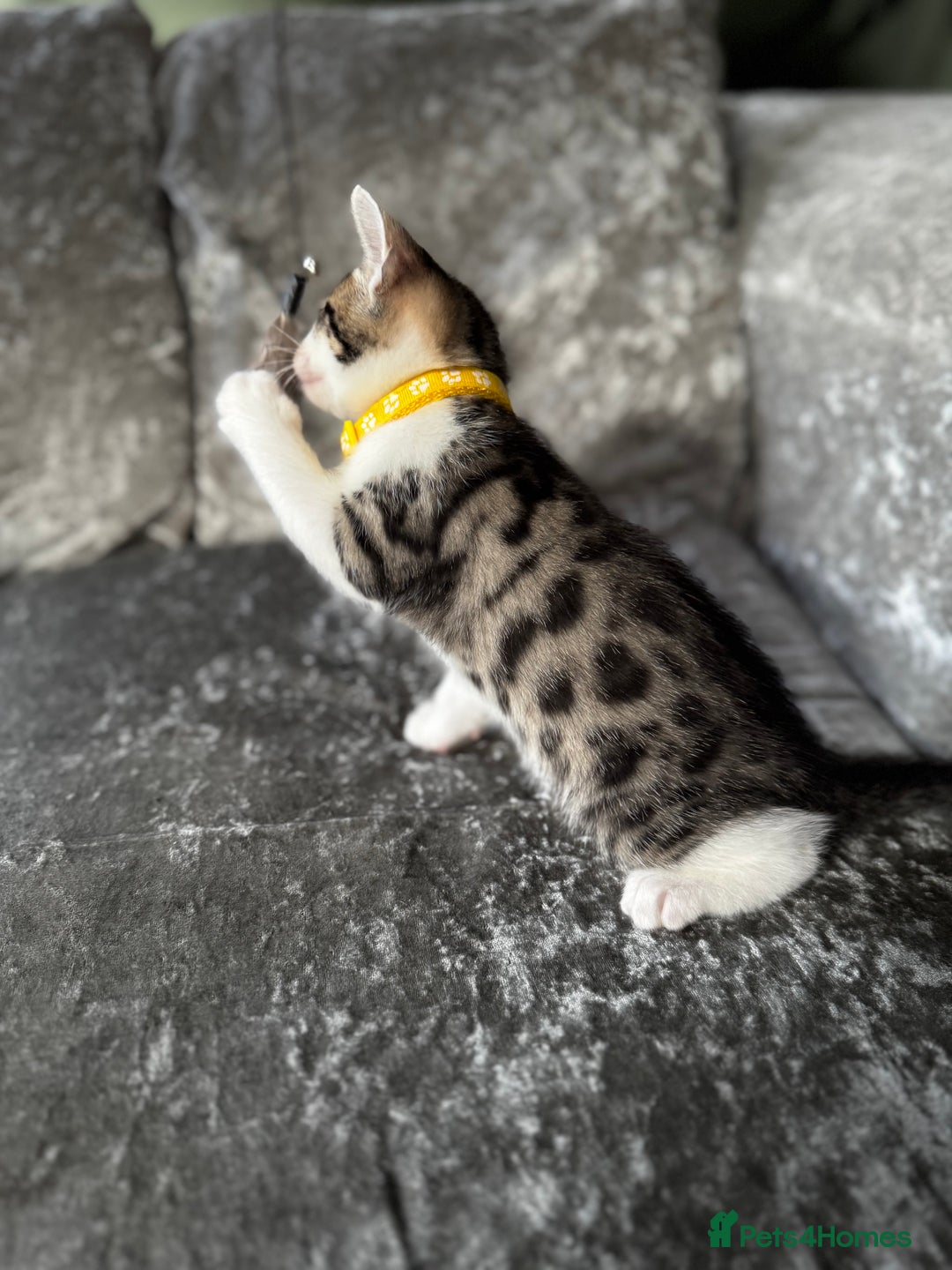 British Shorthair cats for sale: ✨🍑 PEACH & PISTACHIO 💚✨ - Image 14