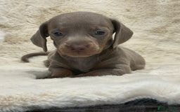 Miniature Dachshund dogs for sale: Stunning mini smooth dachshund pups  - Image 26
