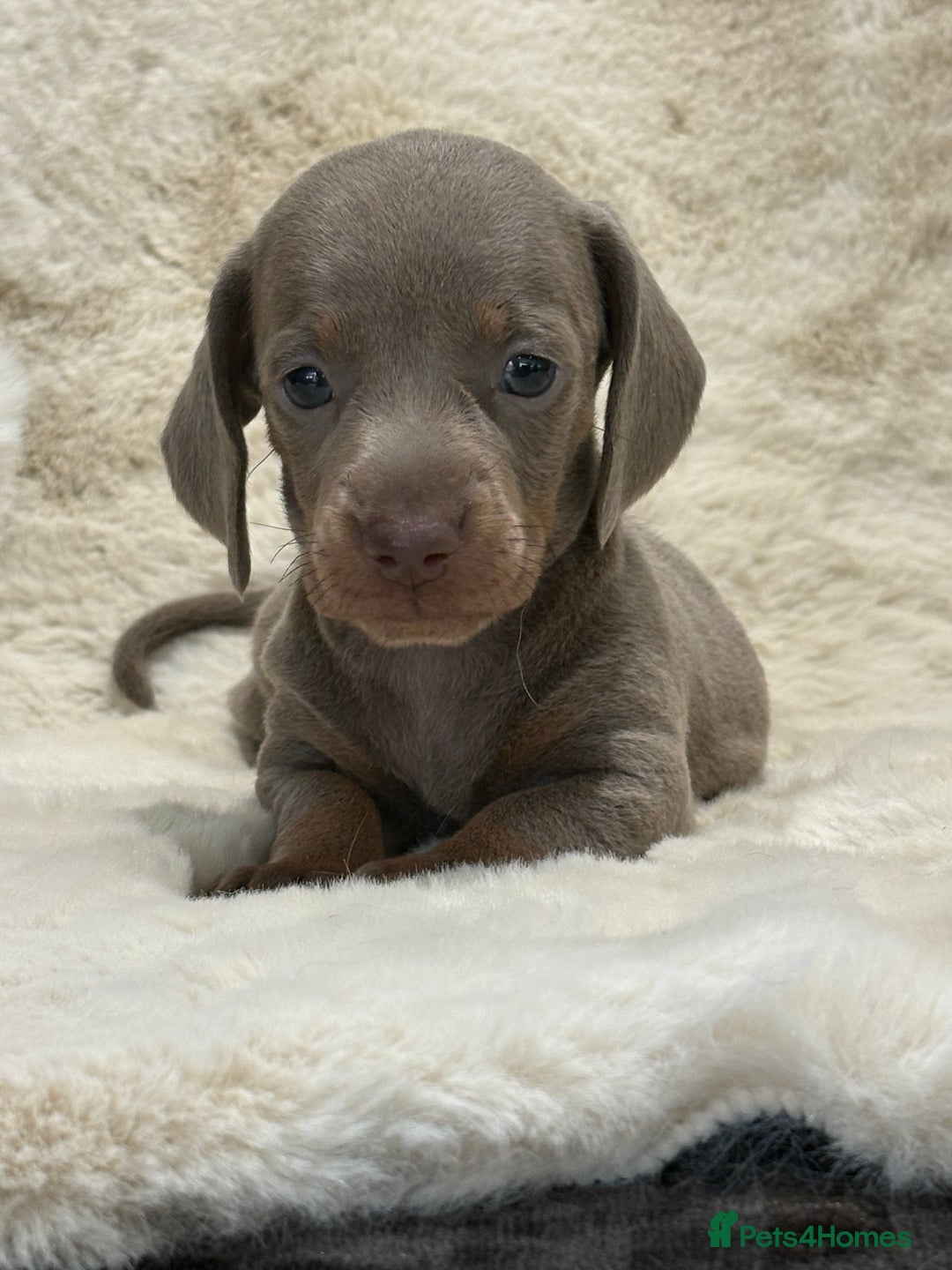 Miniature Dachshund dogs for sale: Stunning mini smooth dachshund pups  - Image 26