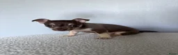 Chihuahua dogs for sale: Beautiful chihuahua  - Advert 2