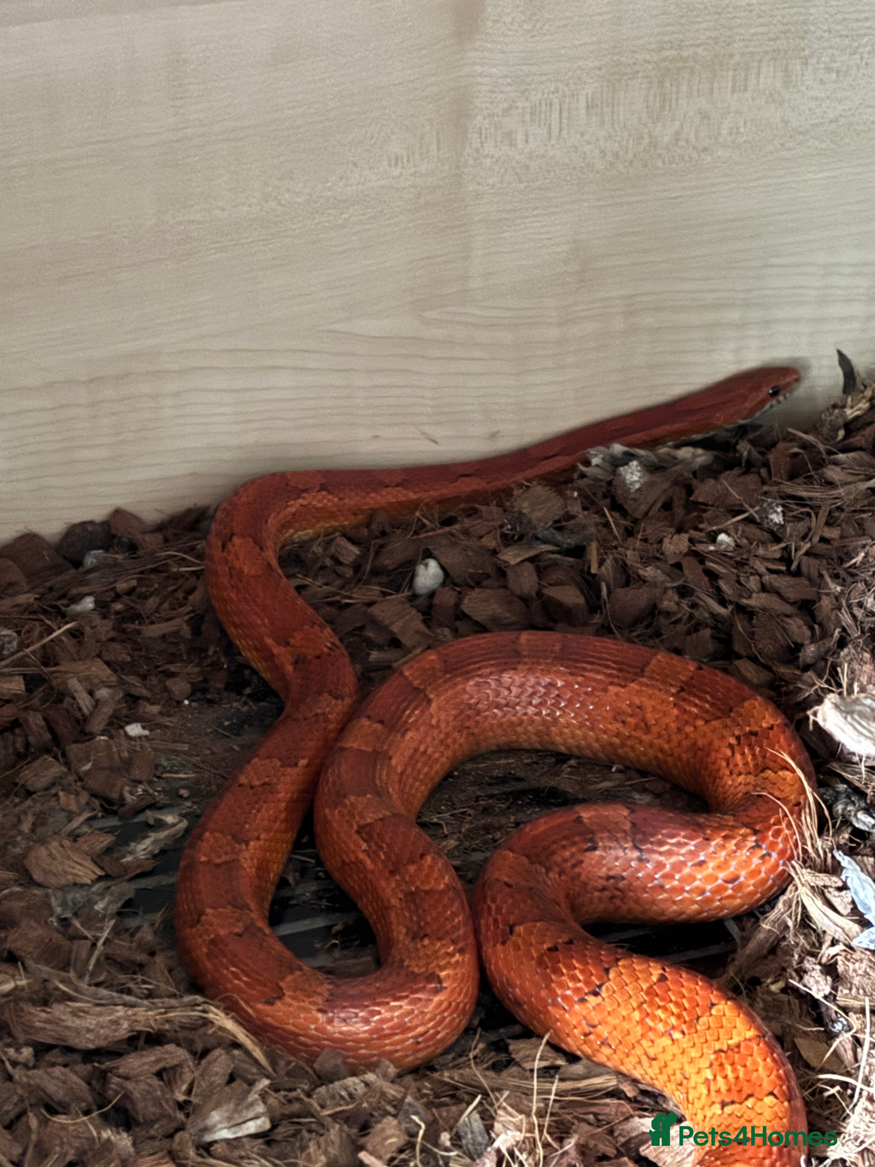 Corn Snake reptiles Corn snake & vivarium - 3 years old  - Advert 1