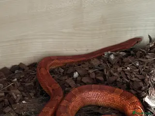 Corn Snake reptiles Corn snake & vivarium - 3 years old - Advert 3