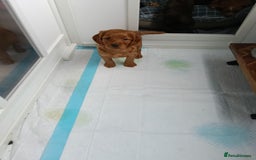 Cocker Spaniel dogs for sale: Stunning pedigree cocker spaniel puppies  - Image 4