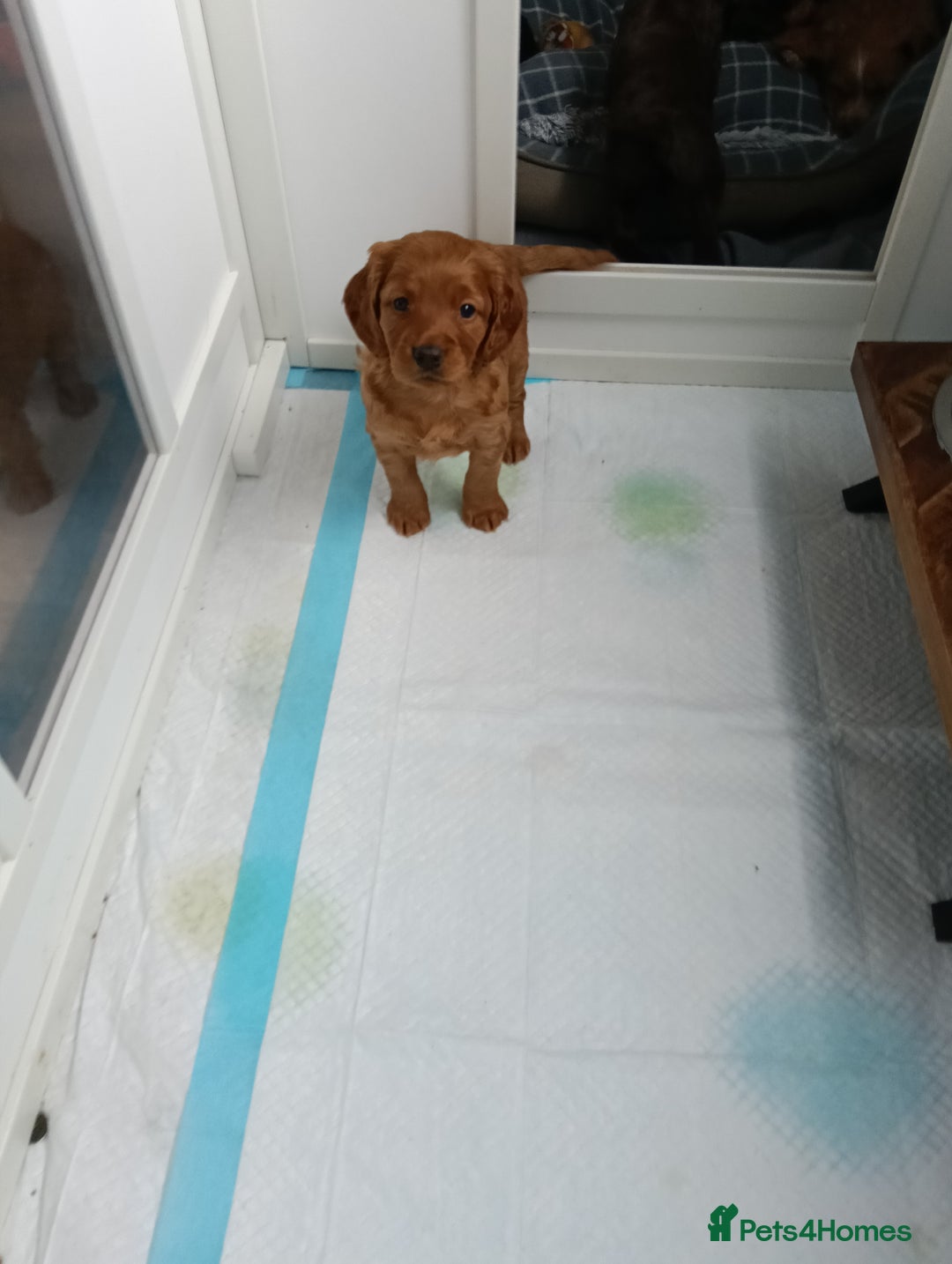 Cocker Spaniel dogs for sale: Stunning pedigree cocker spaniel puppies  - Image 4