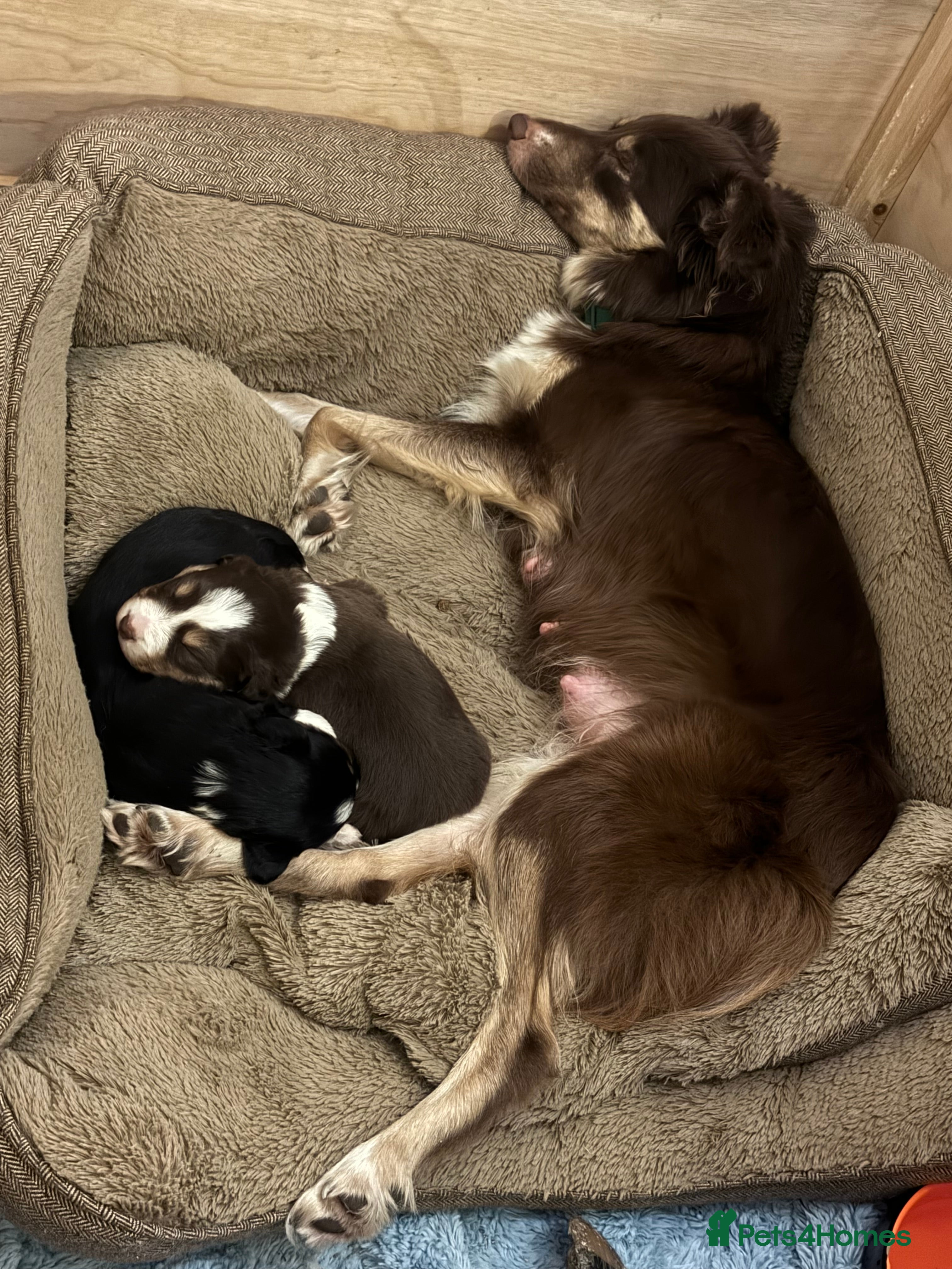 Border Collie dogs 2 tri border collie pups - Advert 2