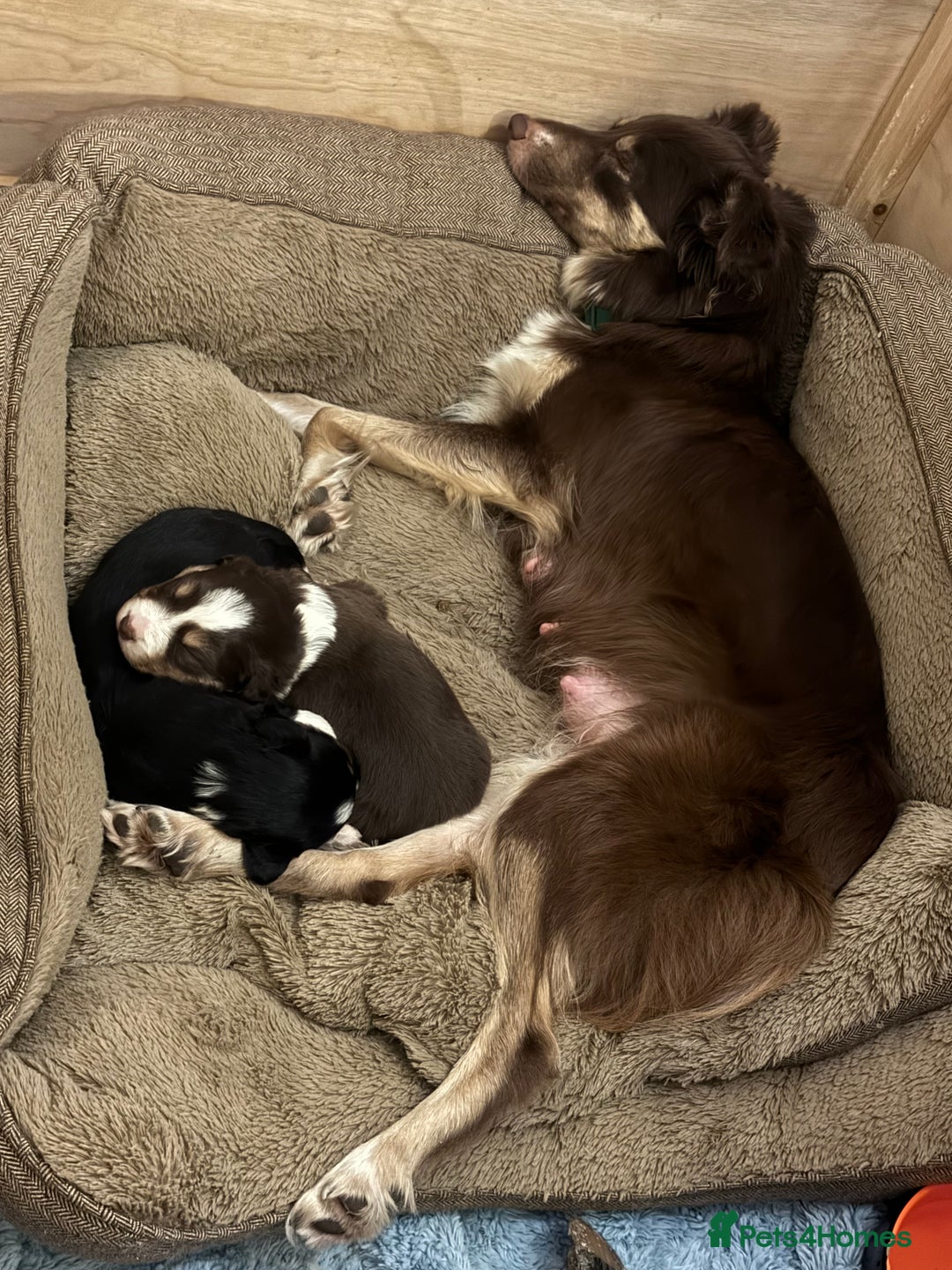 Border Collie dogs for sale: 2 tri border collie pups - Advert 1