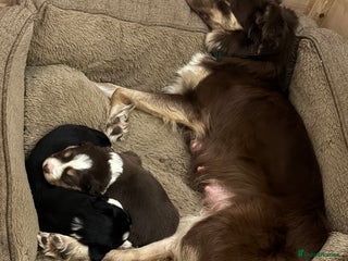 Border Collie dogs 2 tri border collie pups - Advert 3