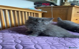 British Shorthair cats for sale: Beautiful British Shorthair Kittens Availble - Image 2