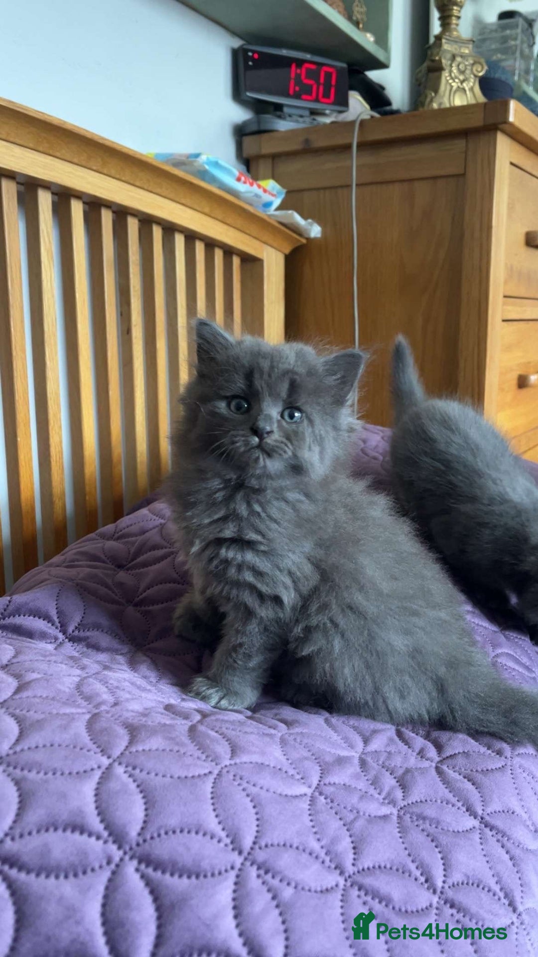 British Shorthair cats for sale: Beautiful British Shorthair Kittens Availble - Image 2