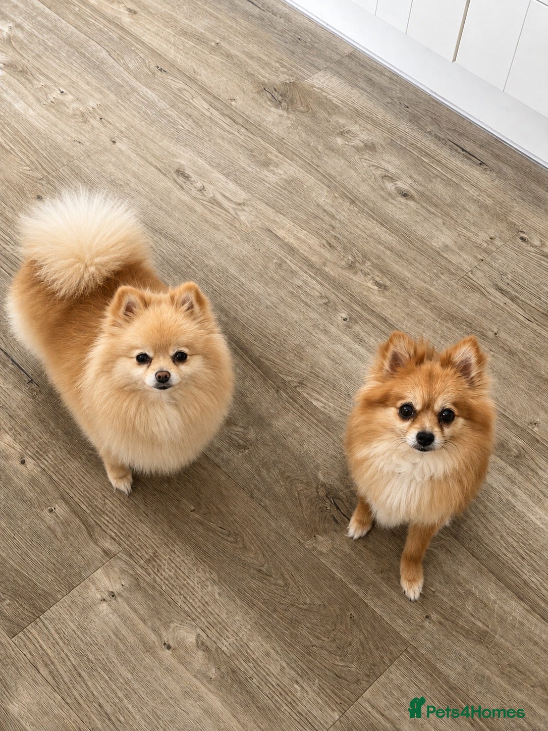 Pomeranian dogs 5 year old Pomeranian & 9 year old ponchi - Advert 2