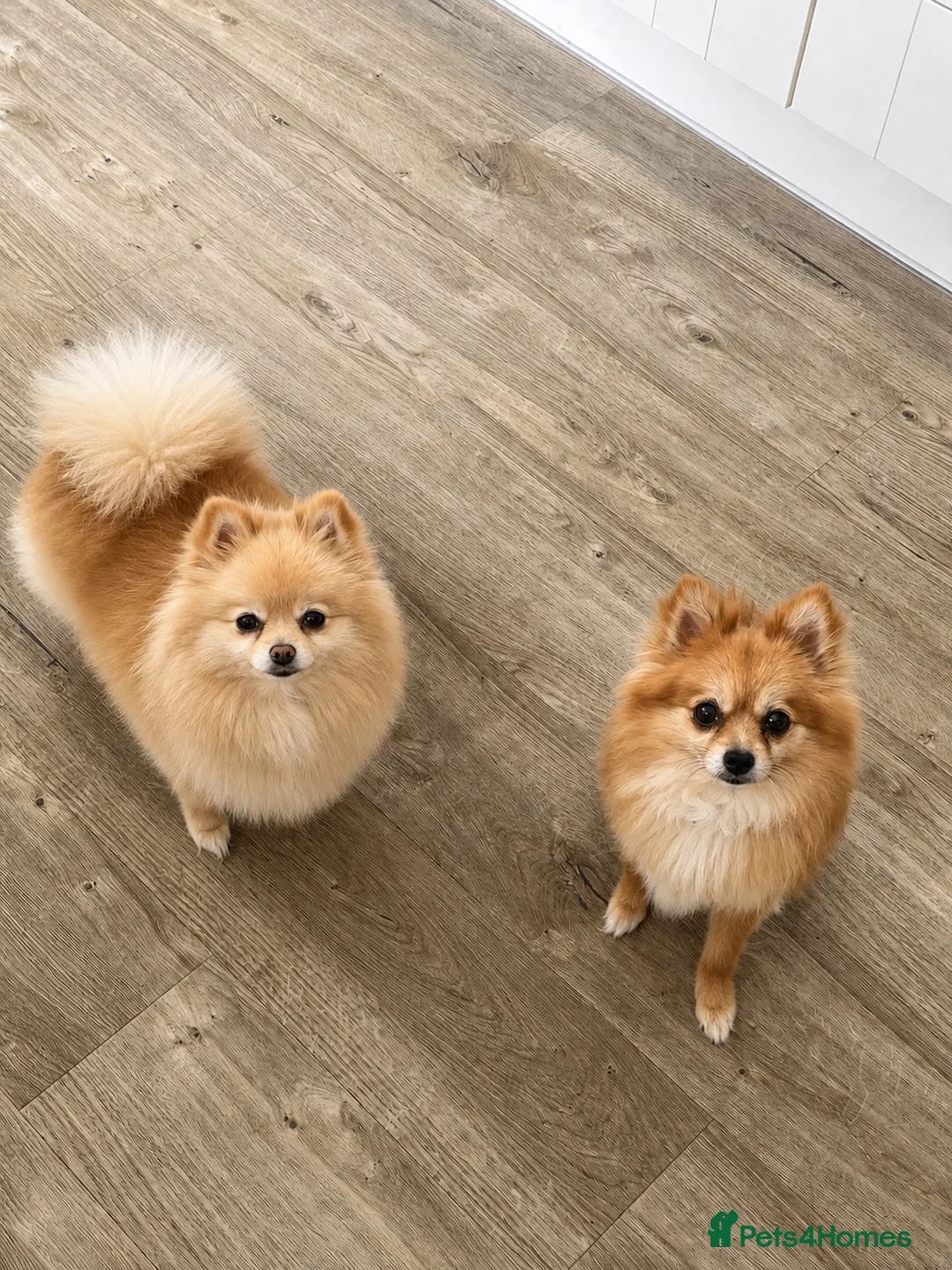 Pomeranian dogs for sale: 5 year old Pomeranian & 9 year old ponchi in Aylesbury - Advert 1