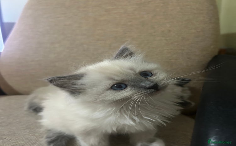 Ragdoll cats - Advert 4