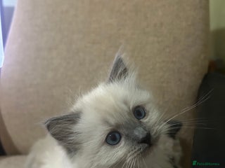 Ragdoll cats - Advert 1