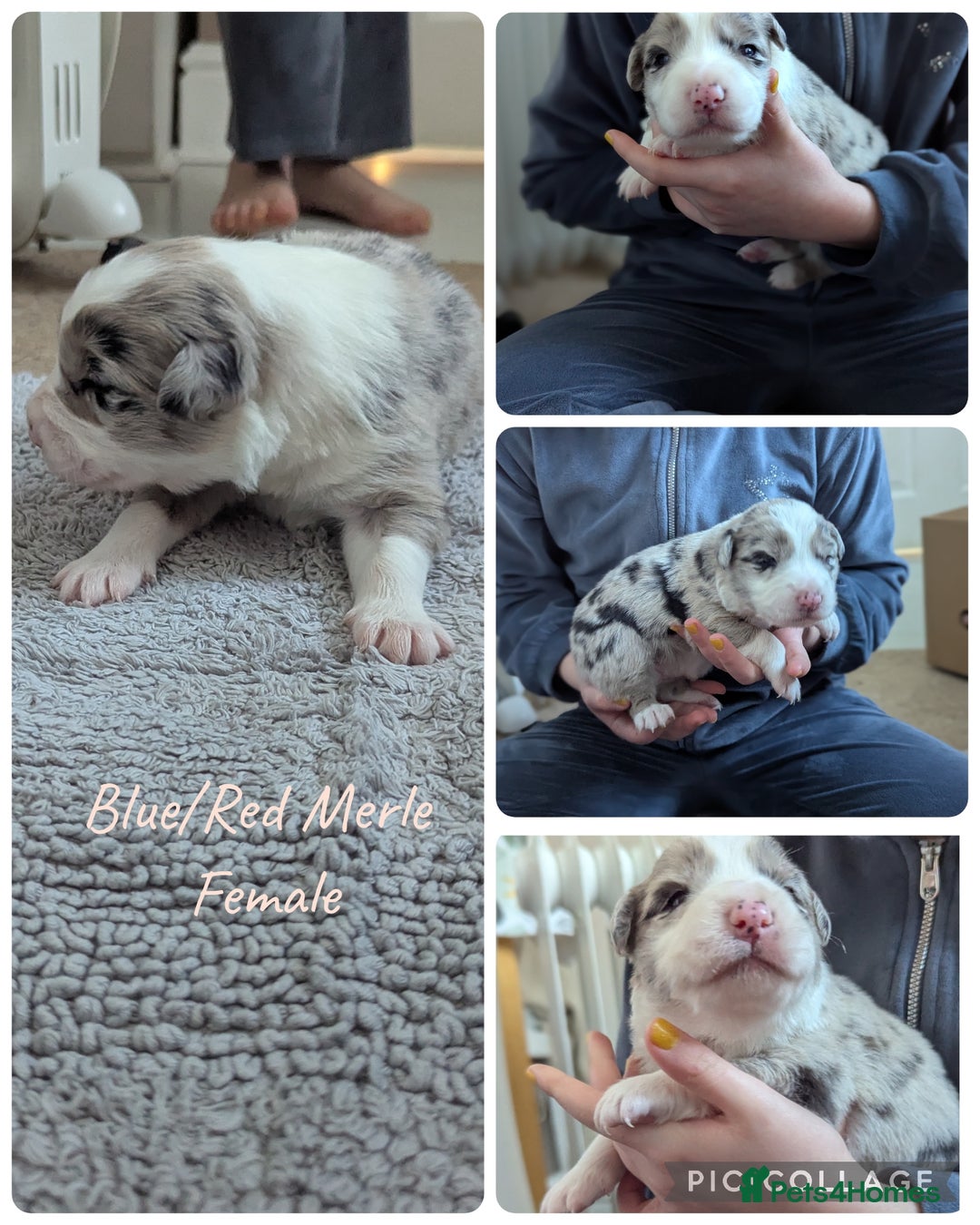 Border Collie dogs for sale: ISDS&KC REGISTERED BORDER COLLIE /MERLE PUPS  - Advert 2