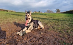 German Shepherd dogs for sale: ⚡RARE EAST EUROPEAN SHEPHERD PUPPIES AVAILABLE⚡ - Image 31