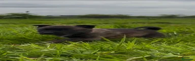 Belgian Shepherd Dog Puppy 4