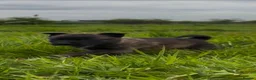 Belgian Shepherd Dog dogs for sale: Mother Dutch herder father Belgian shepherd  - Advert 16