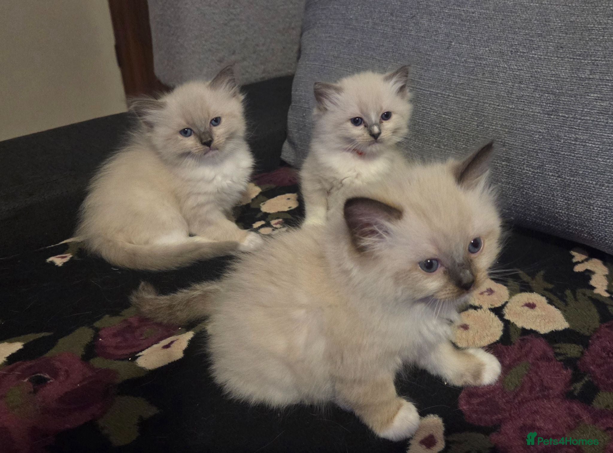 Ragdoll cats Pure Ragdoll Kittens  - Advert 3