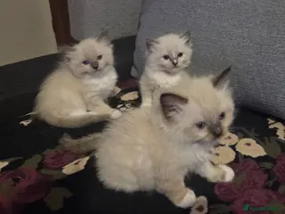 Ragdoll cats Pure Ragdoll Kittens - Advert 3