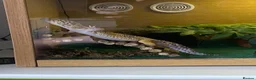 Leopard Gecko reptiles for sale: Leapord gecko (5 years old) - Advert 4