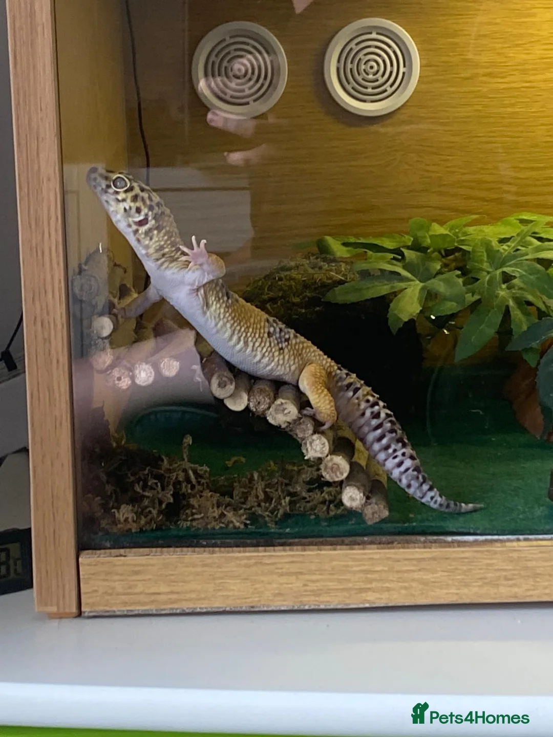 Leopard Gecko reptiles for sale: Leapord gecko (5 years old) - Advert 4