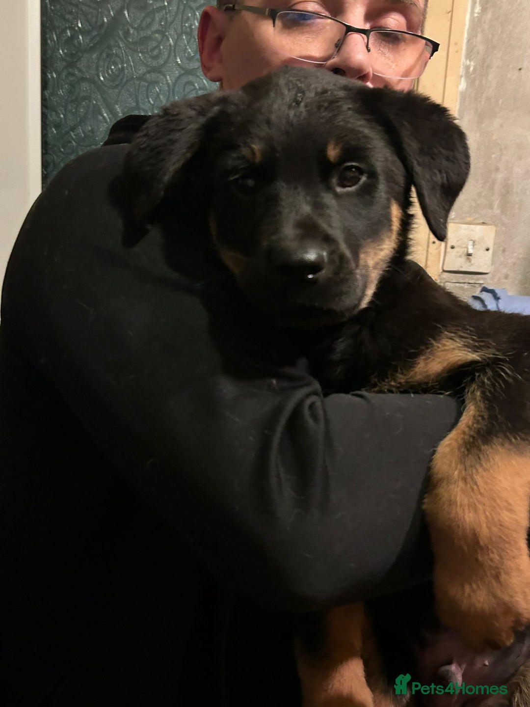 Mixed Breed dogs for sale: Rottweiler x Akita  mastiff pups - Advert 18