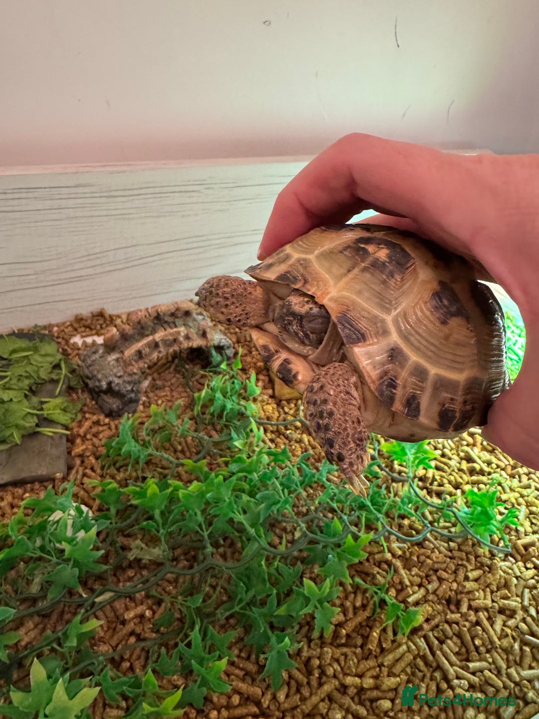 Tortoise reptiles for sale: Horsefeild Tortoise (2 and a half years old) - Advert 5