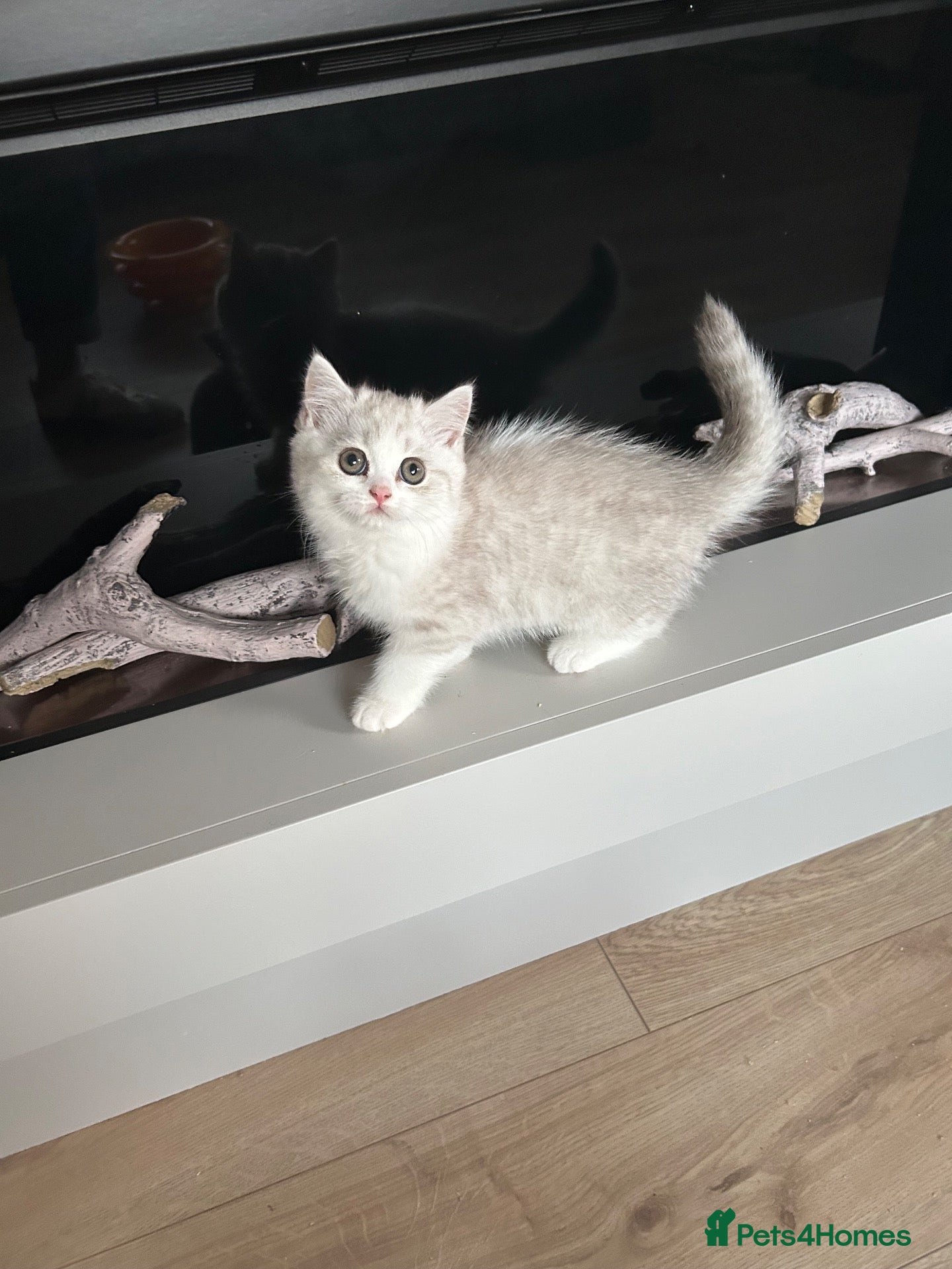 British Shorthair cats Beautiful BSH Males  - Advert 2