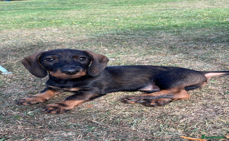 Dachshund dogs - Advert 9