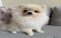 Pomeranian dogs for sale: 🐾🐶💙 Pomeranian puppy 💙🐶🐾 - Image 7