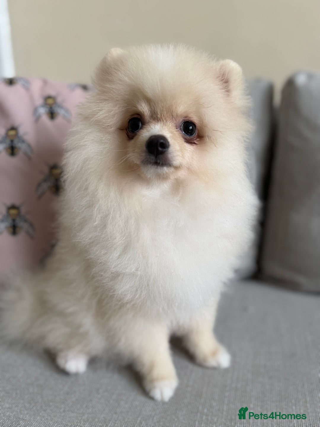 Pomeranian dogs for sale: 🐾🐶💙 Pomeranian puppy 💙🐶🐾 - Image 7