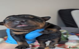 Rottweiler dogs for sale: Rottweiler puppies  - Image 8