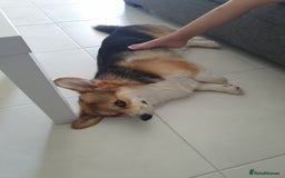 Welsh Corgi Pembroke dogs for sale: charming pembroke corgi - Image 4