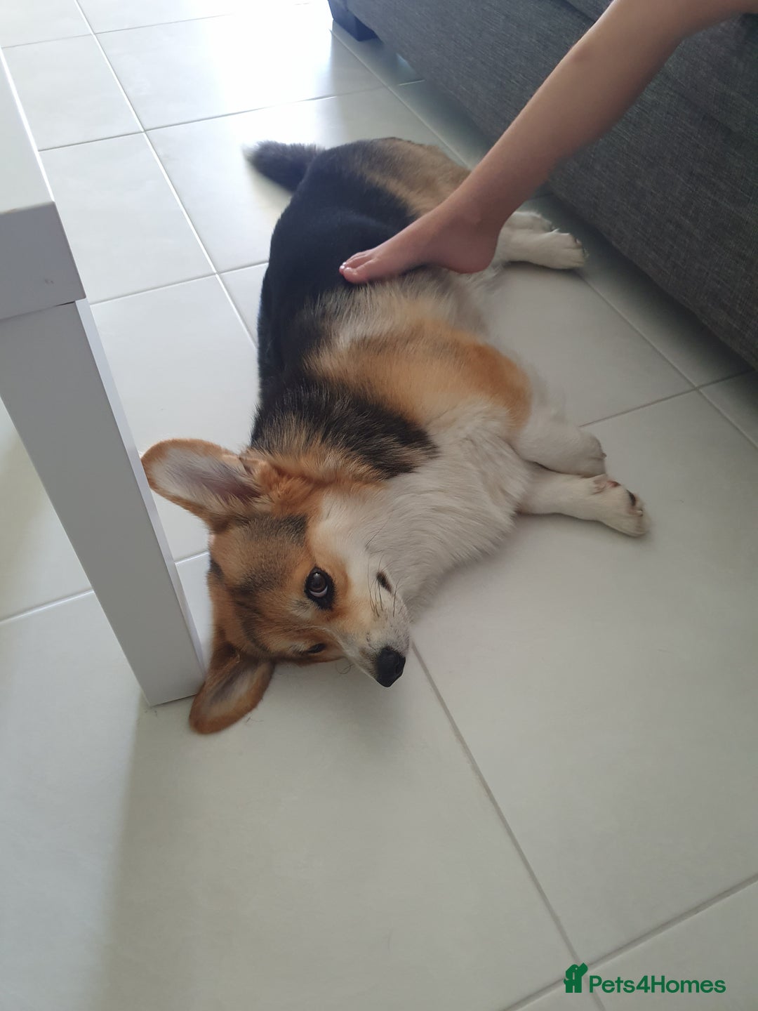 Welsh Corgi Pembroke dogs for sale: charming pembroke corgi - Image 4
