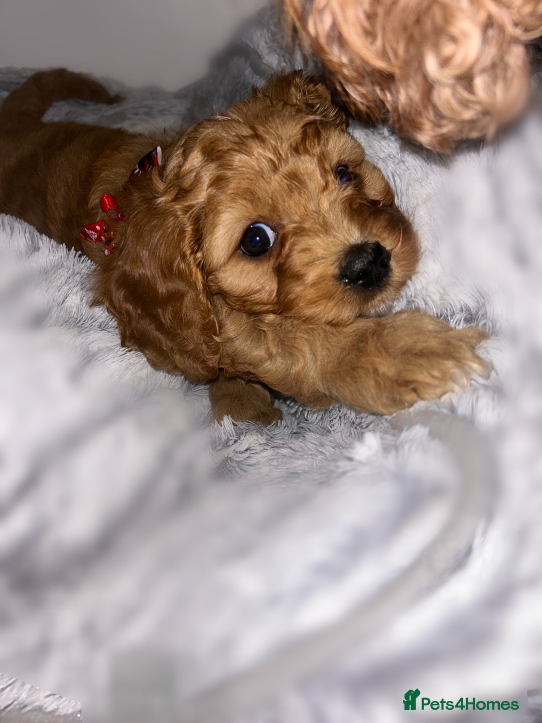 Cavapoo dogs for sale: Rare unique moyen Cavapoos (last female)  - Advert 4