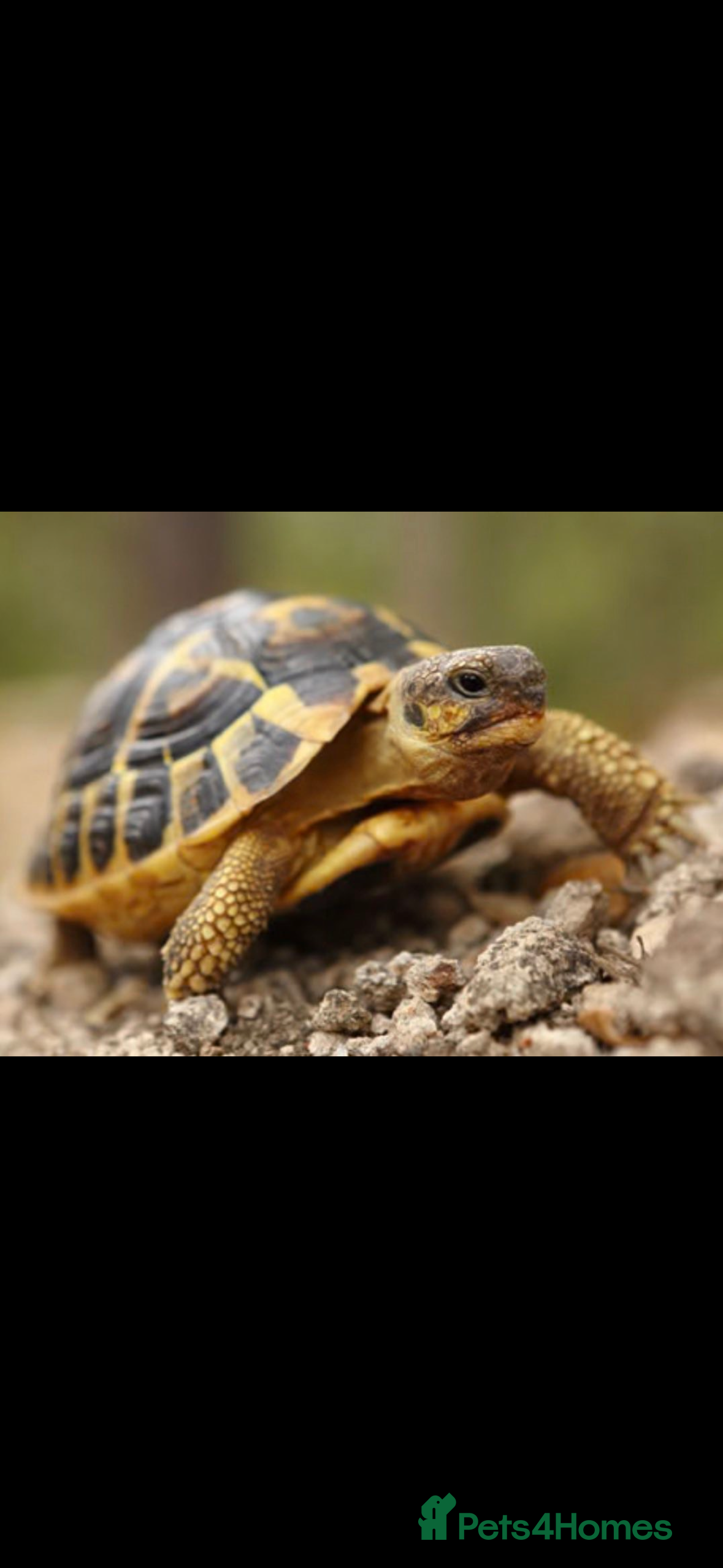 Turtle reptiles Baby Herman’s tortoise  - Advert 4