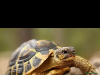 Turtle reptiles Baby Herman’s tortoise - Advert 4