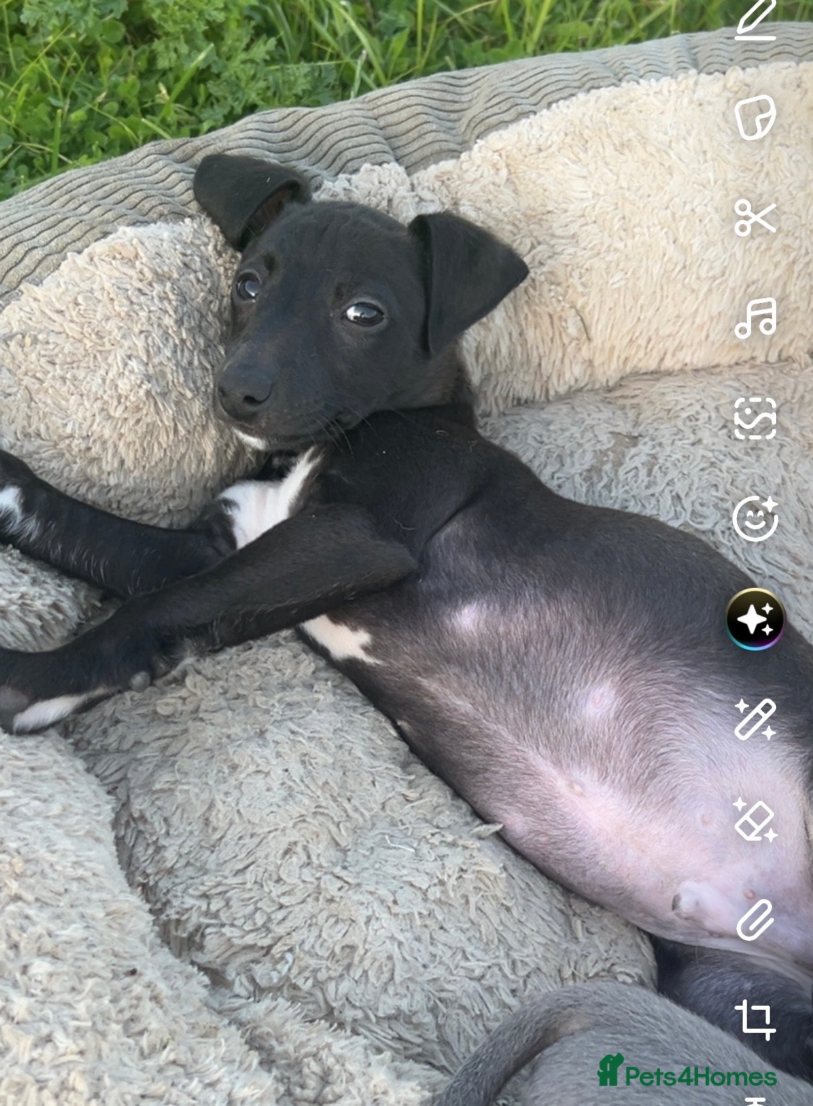 Mixed Breed dogs for sale: Italian greyhound/whippet in Maryport - Advert 7